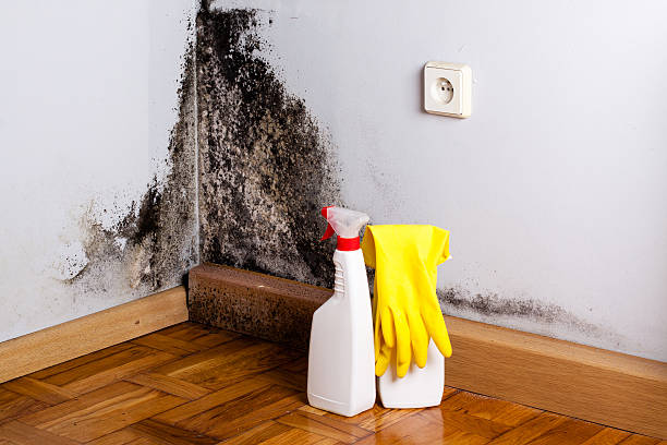 Why You Should Choose Our Mold Remediation Services in Grand Bay, AL